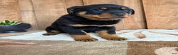Rottweiler dogs for sale: Luke - Ad 9