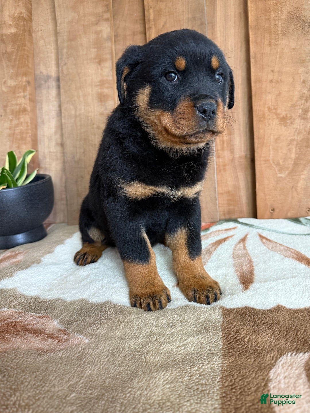 Rottweiler dogs for sale: Luke - Ad 9