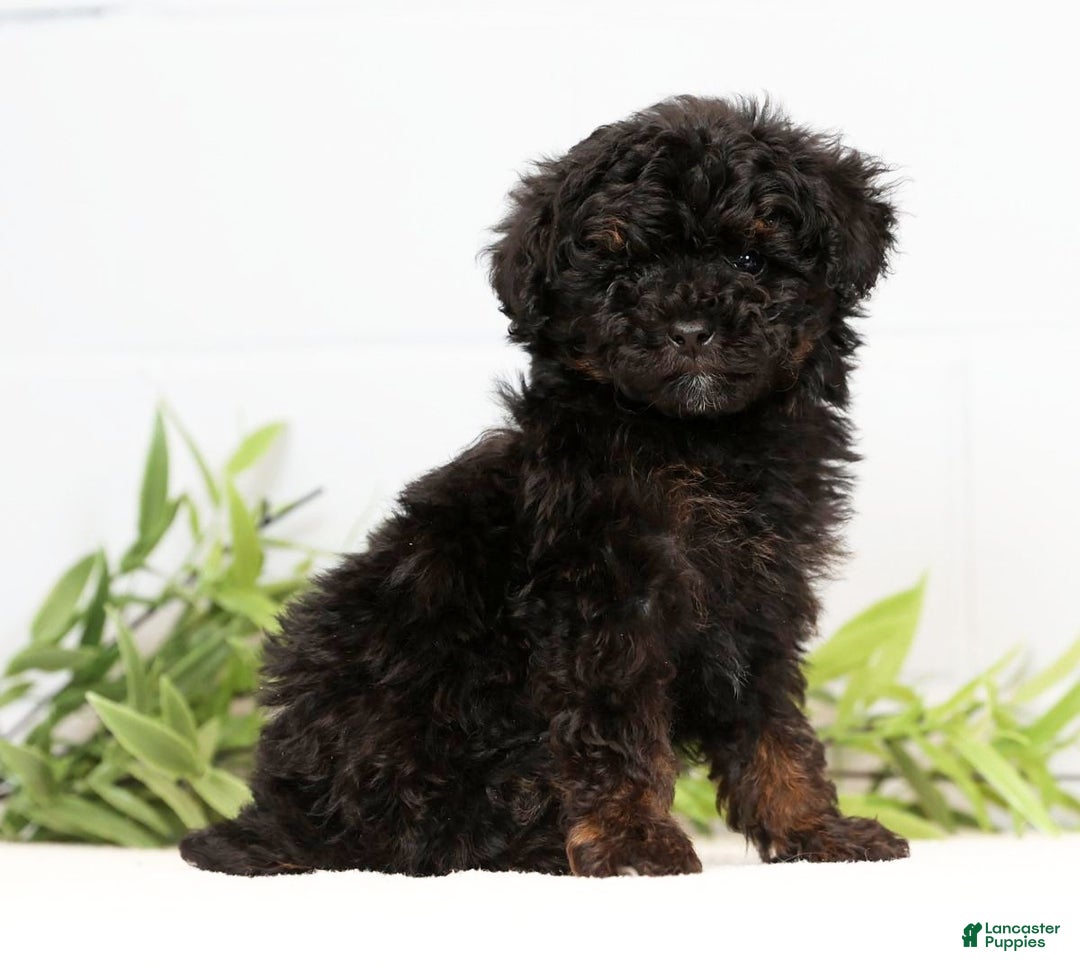Toy Poodle dogs for sale: Lilly Toy - Ad 5