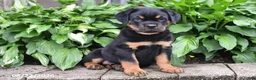 Rottweiler dogs for sale: Captain - Ad 3