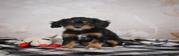 Bernedoodle dogs for sale: Gracie - Ad 4