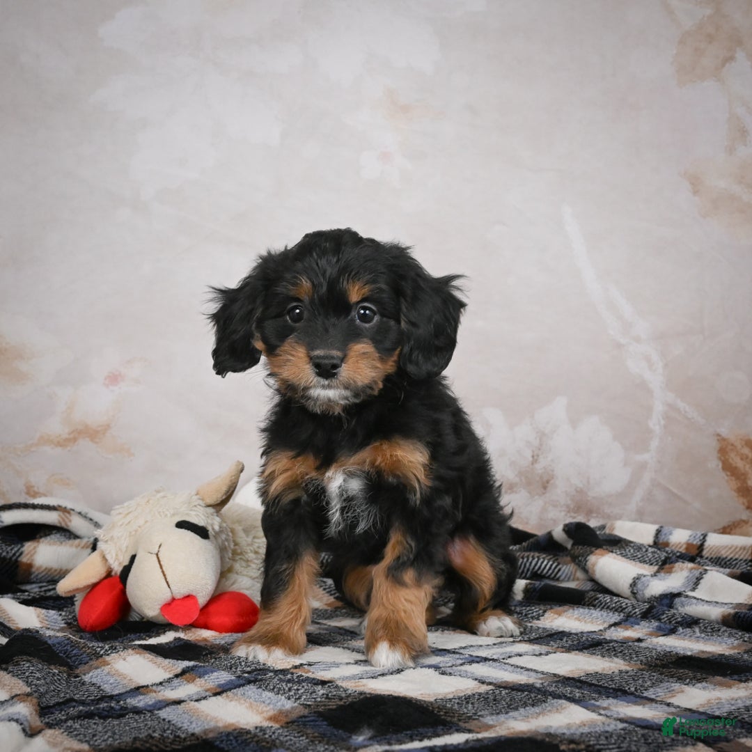 Bernedoodle dogs for sale: Gracie - Ad 4