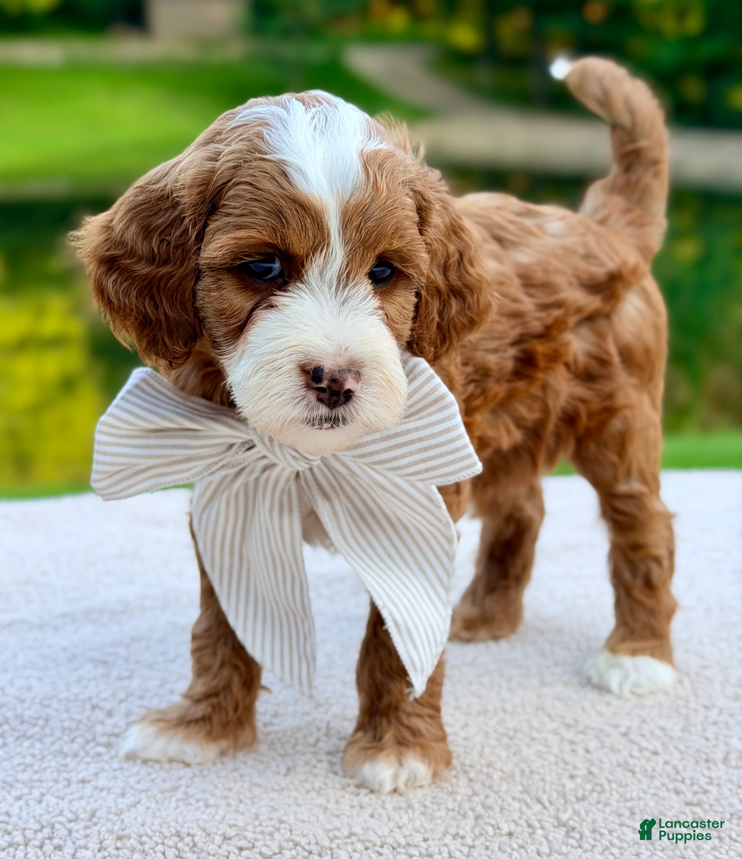Mini Goldendoodle dogs Cannoli-petite  - Ad 2