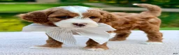 Mini Goldendoodle dogs for sale: Cannoli-petite  - Ad 2
