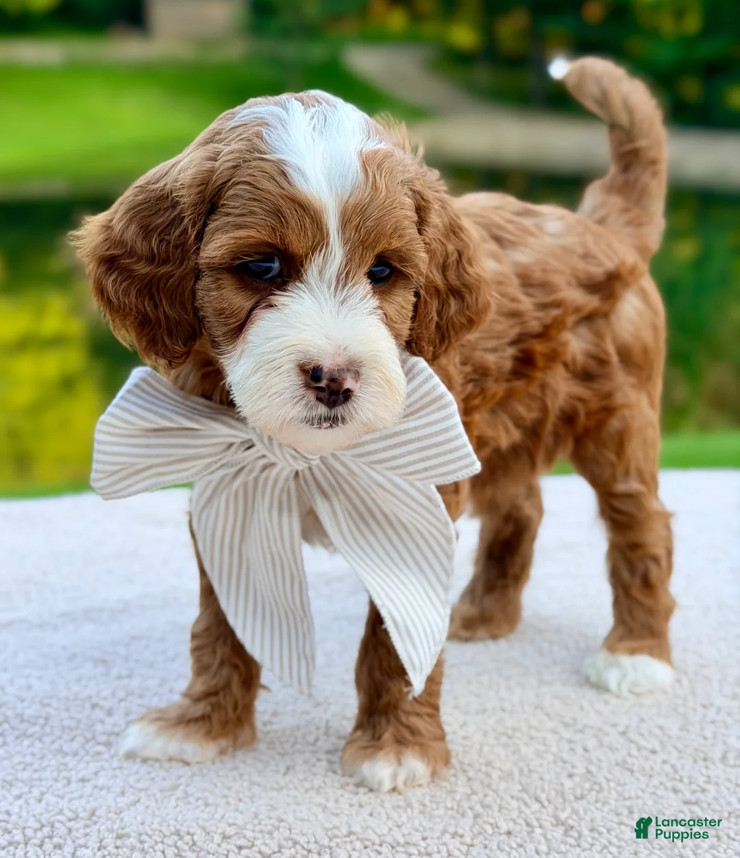 Mini Goldendoodle dogs for sale: Cannoli-petite  - Ad 2