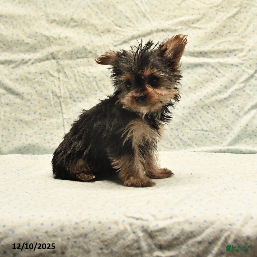 Yorkshire Terrier dogs Deb  - Ad 23
