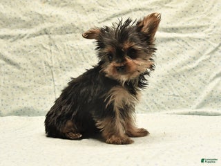 Yorkshire Terrier dogs Deb - Ad 29