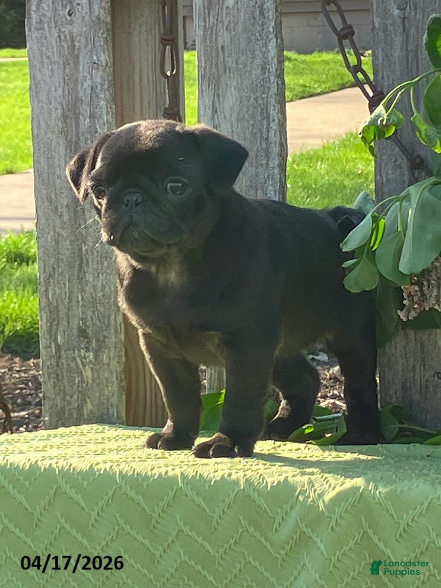 Pug dogs Lily - Ad 2