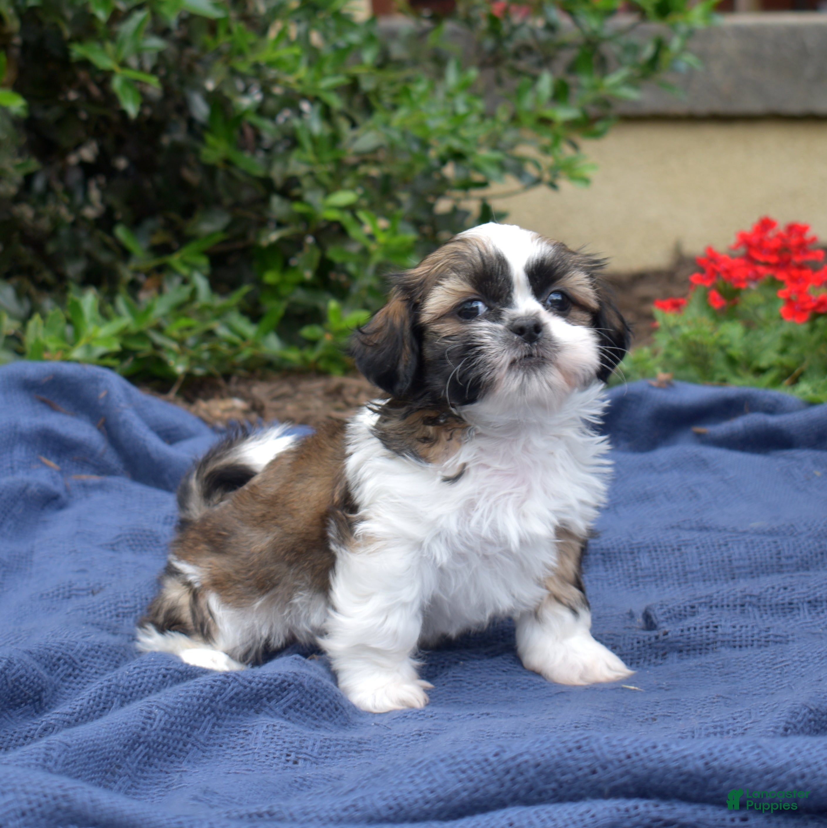 Shih Tzu dogs Zucchini - Ad 1