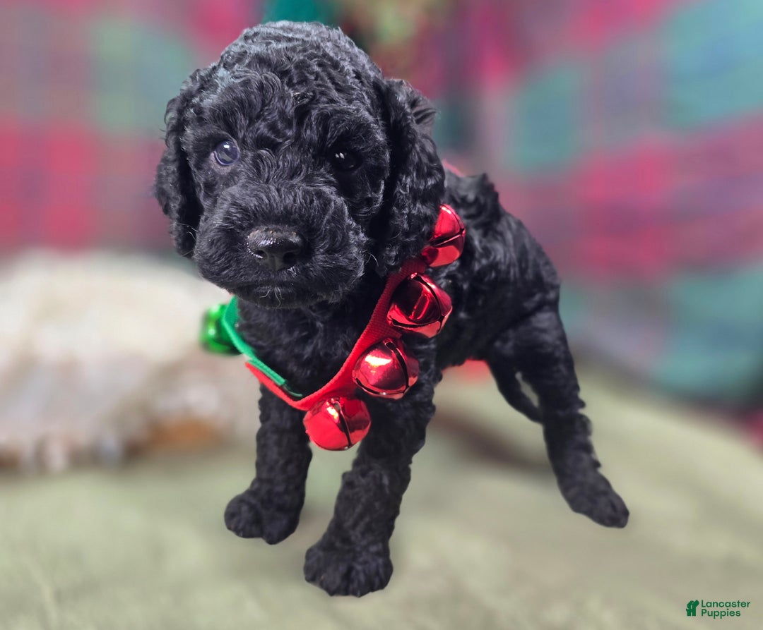 Cockapoo dogs for sale: Foggy - Ad 21