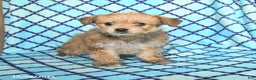 Mixed Breed dogs for sale: Caramel - Ad 8