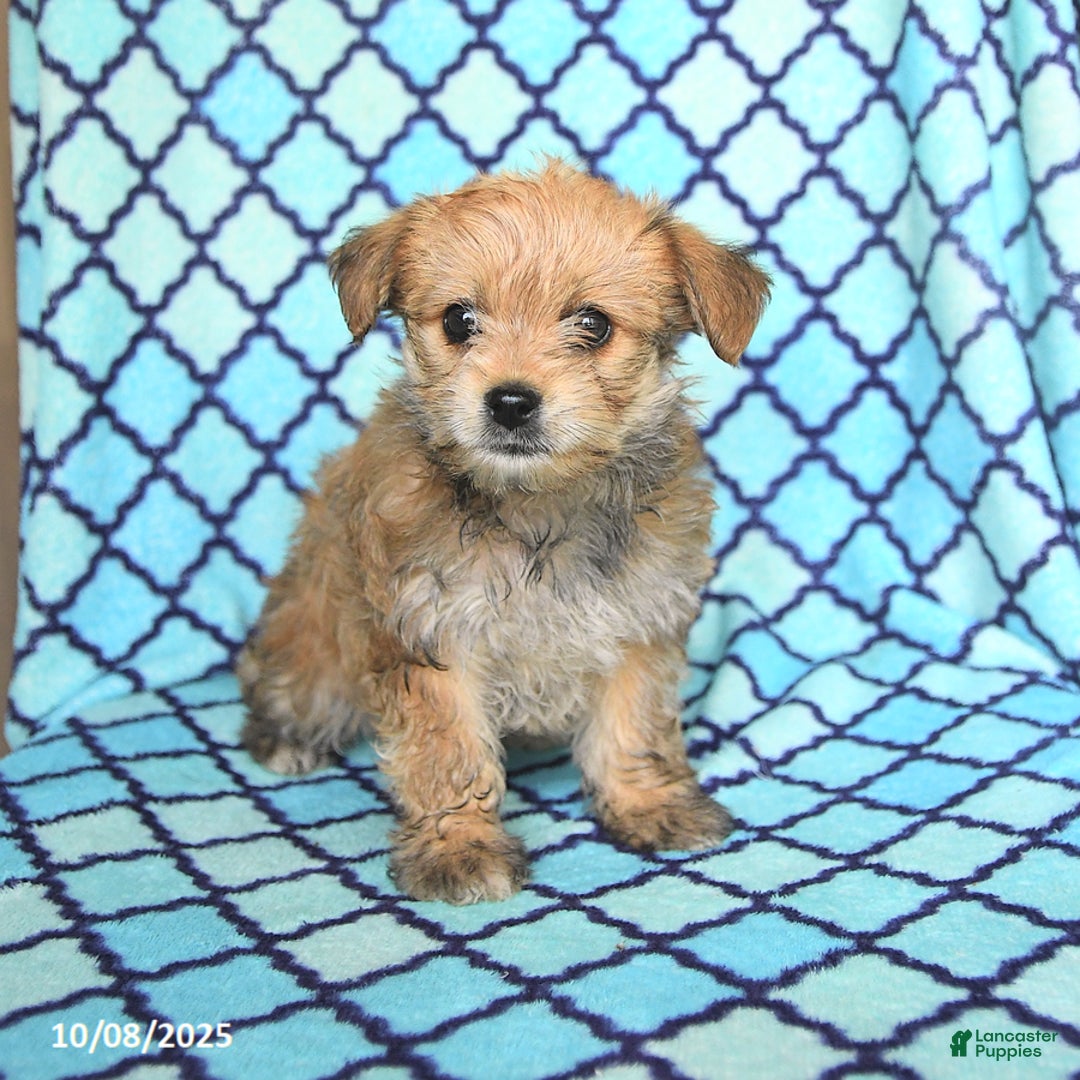 Mixed Breed dogs for sale: Caramel - Ad 8