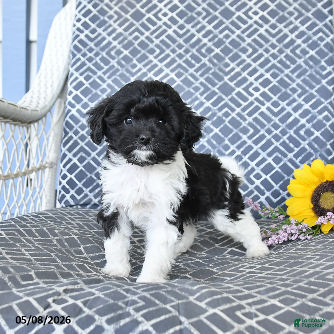 Cavapoo dogs for sale: Charm  - Ad 1