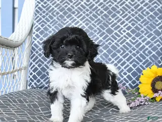 Cavapoo dogs for sale: Charm - Ad 3