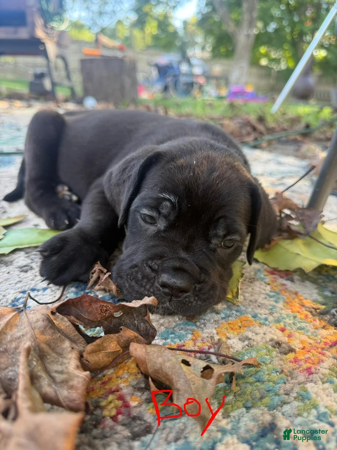 Cane Corso dogs for sale: Cane Corso 1 - Ad 8