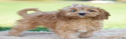 Cavapoo dogs for sale: Whiskey - Ad 3