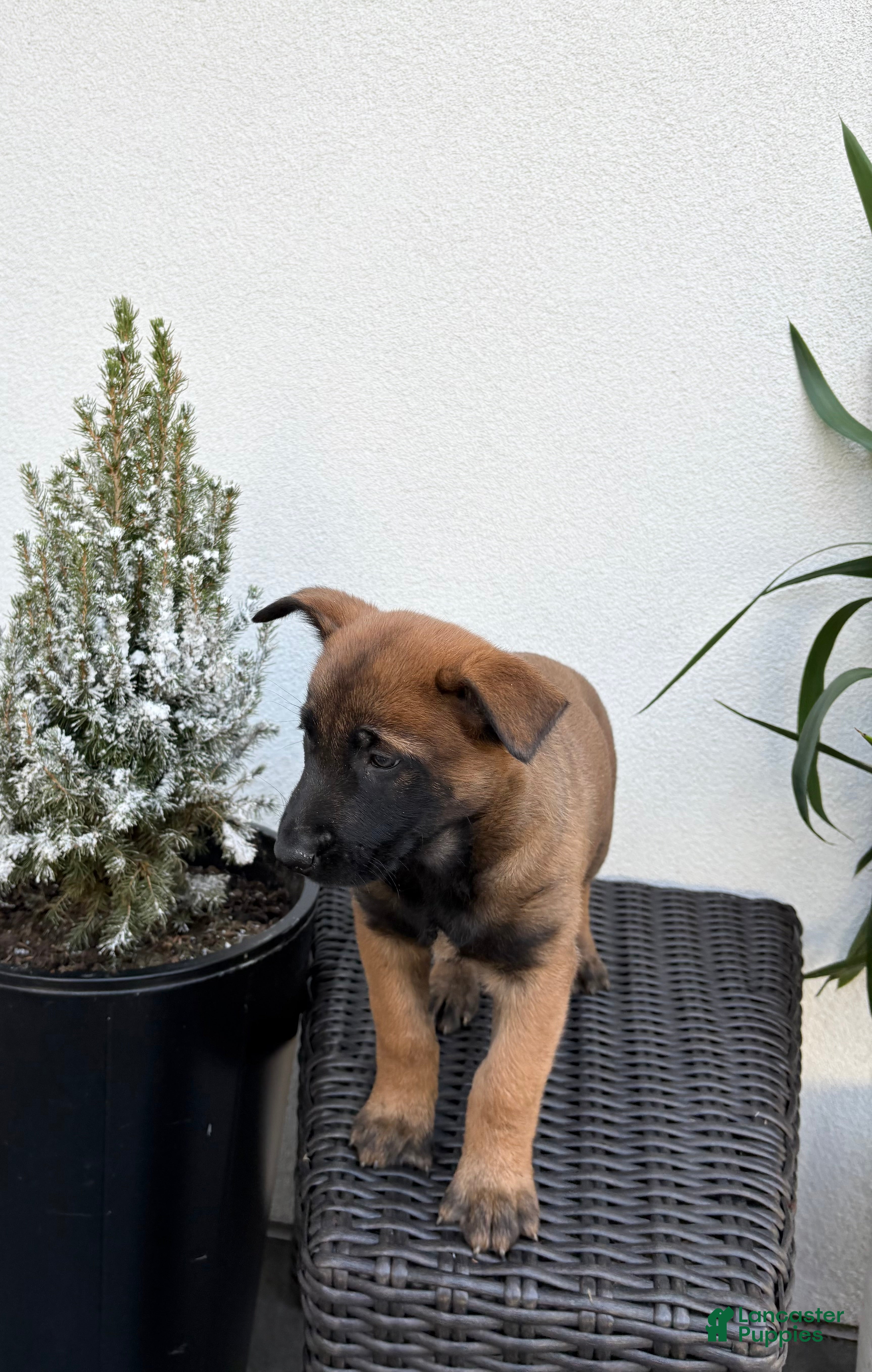 Belgian Malinois dogs Belgian Malinois Puppy (Mystic) - Ad 2