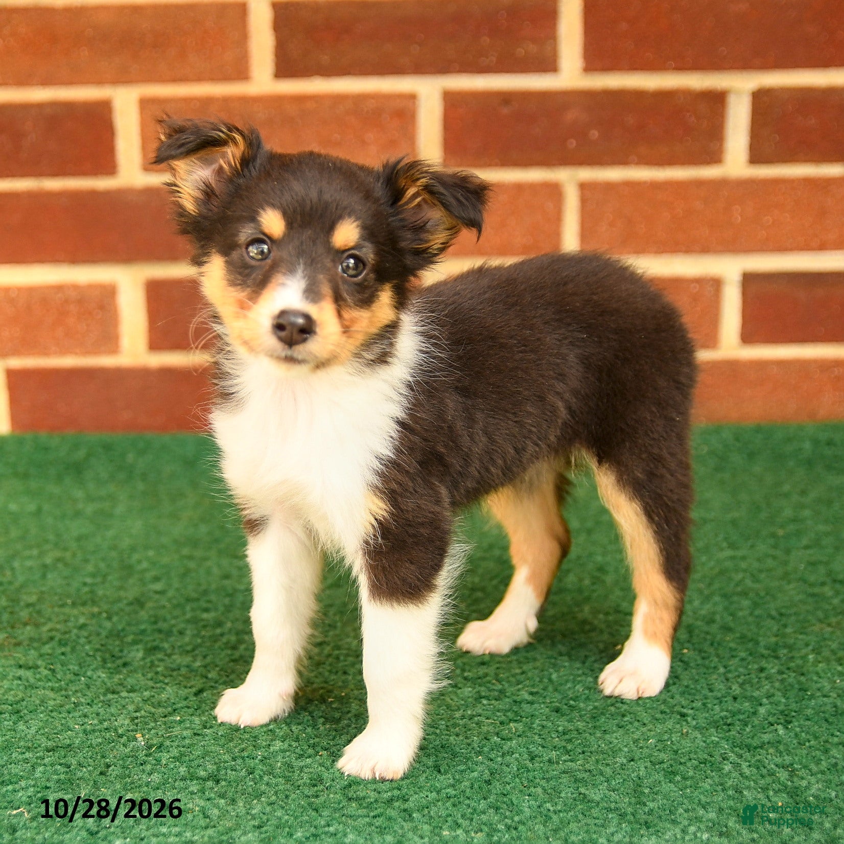 Shetland Sheepdog dogs for sale: Trinket - Ad 1