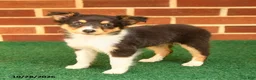 Shetland Sheepdog dogs for sale: Trinket - Ad 1
