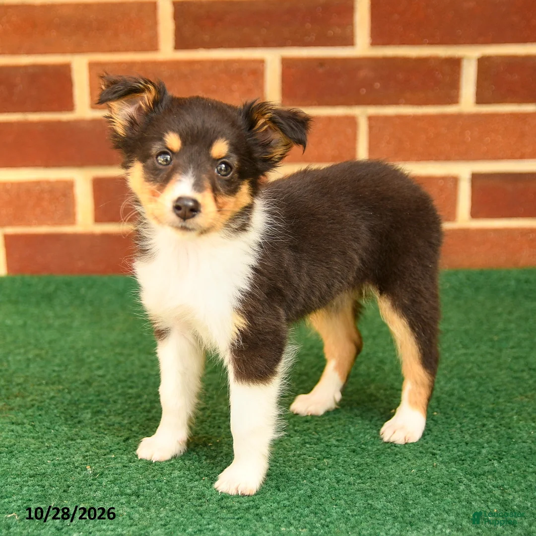 Shetland Sheepdog dogs for sale: Trinket - Ad 1