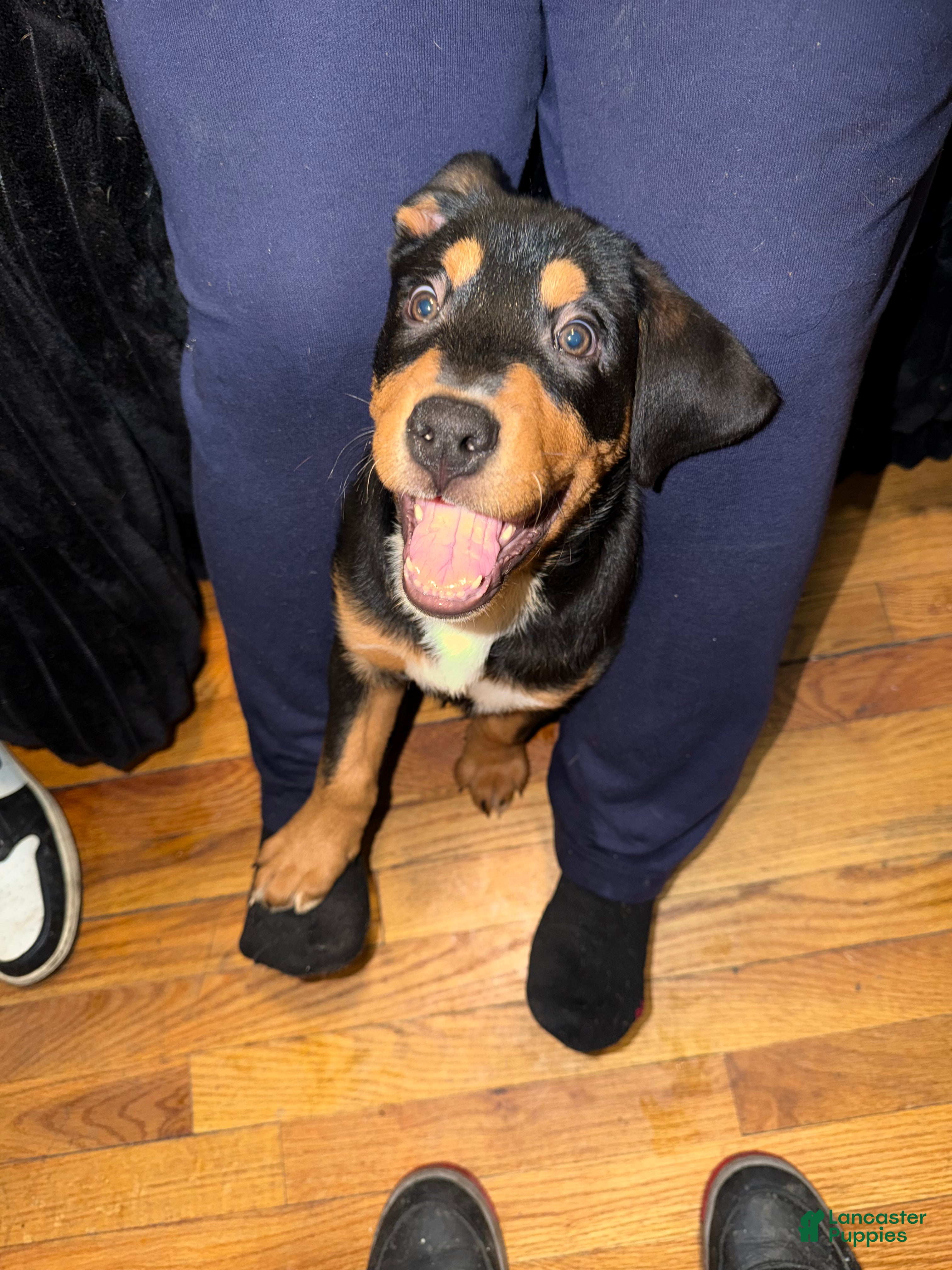 Mixed Breed dogs Ares - Ad 2