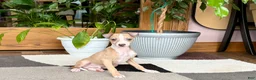 Italian Greyhound dogs for sale: Jaden  - Ad 5