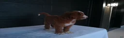 Goldendoodle dogs for sale: Ginger  - Ad 3