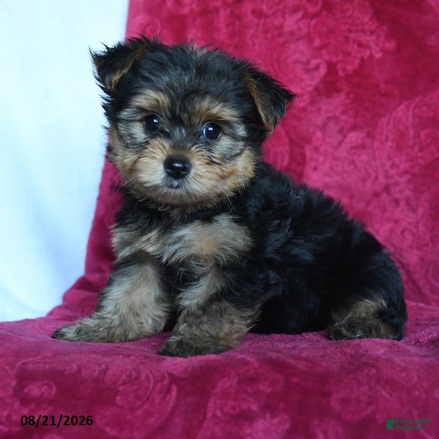 Yorkshire Terrier dogs Amelia - Ad 1
