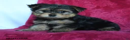 Yorkshire Terrier dogs for sale: Amelia - Ad 1
