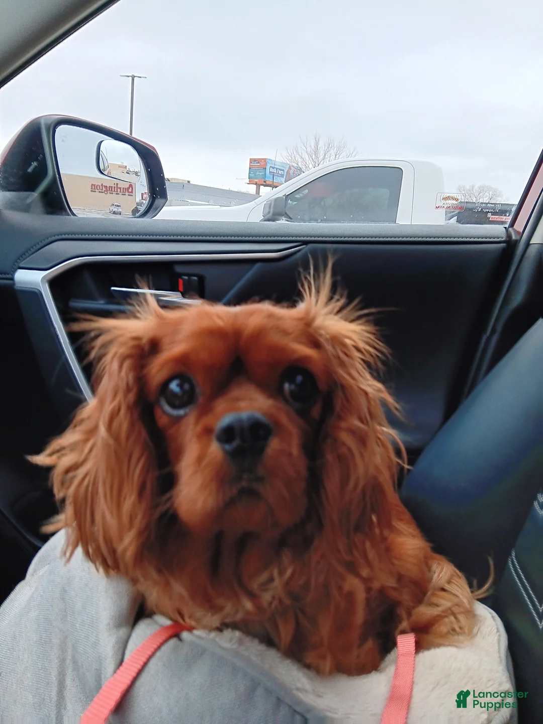Cavapoo dogs for sale: Cavapoo Puppy 1 - Ad 4