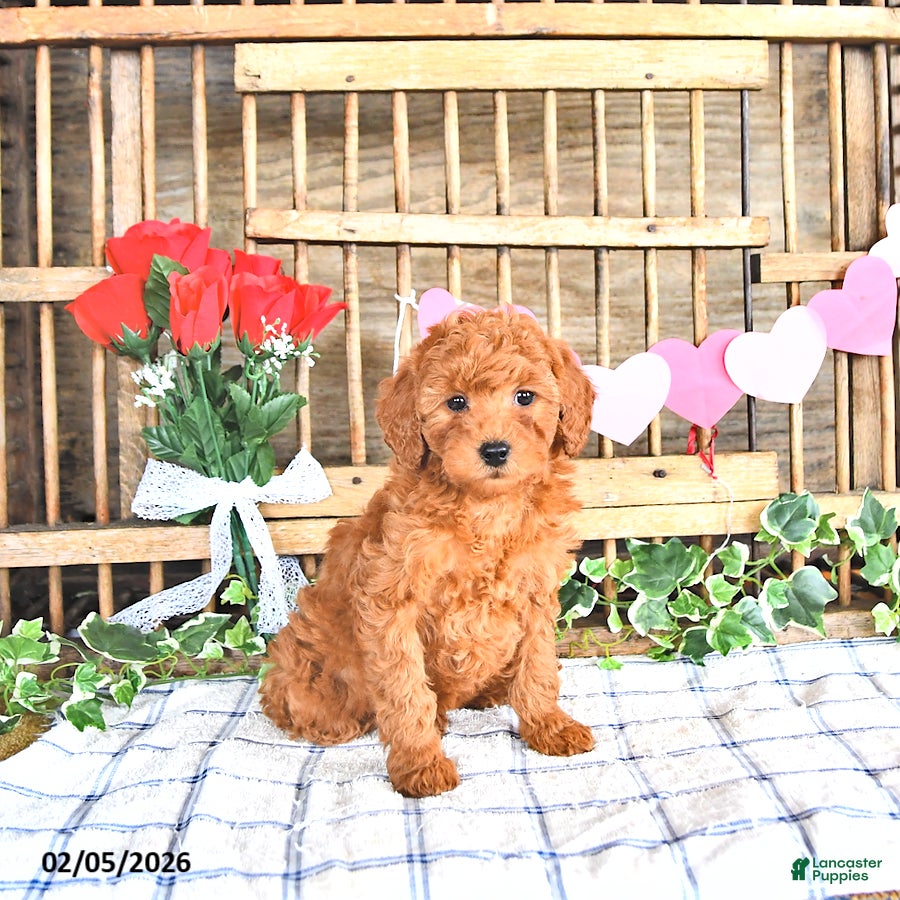 Mini Goldendoodle dogs Shelly - Ad 41
