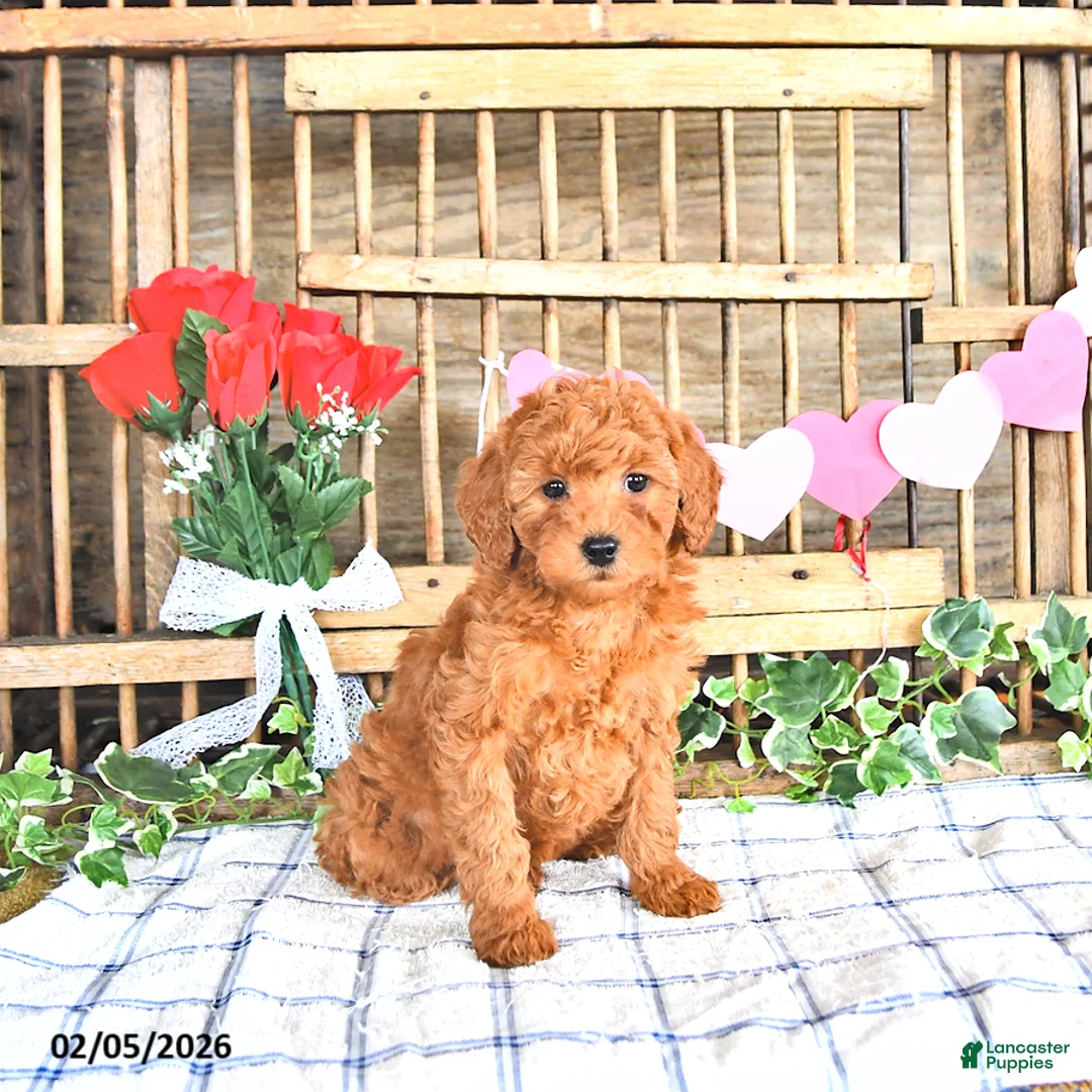 Mini Goldendoodle dogs for sale: Shelly - Ad 1