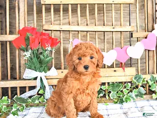 Mini Goldendoodle dogs Shelly - Ad 41