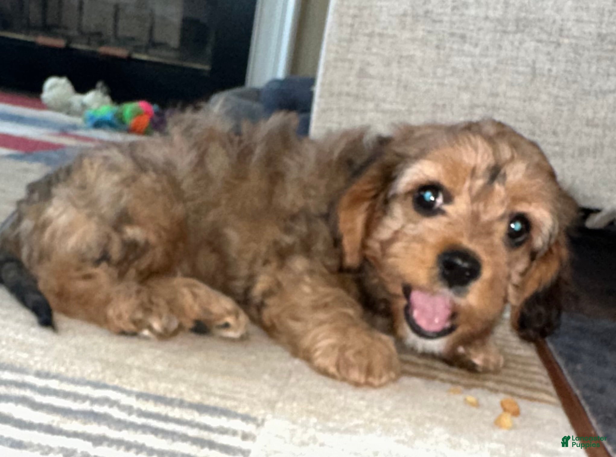 Cavapoo dogs Annie  - Ad 2