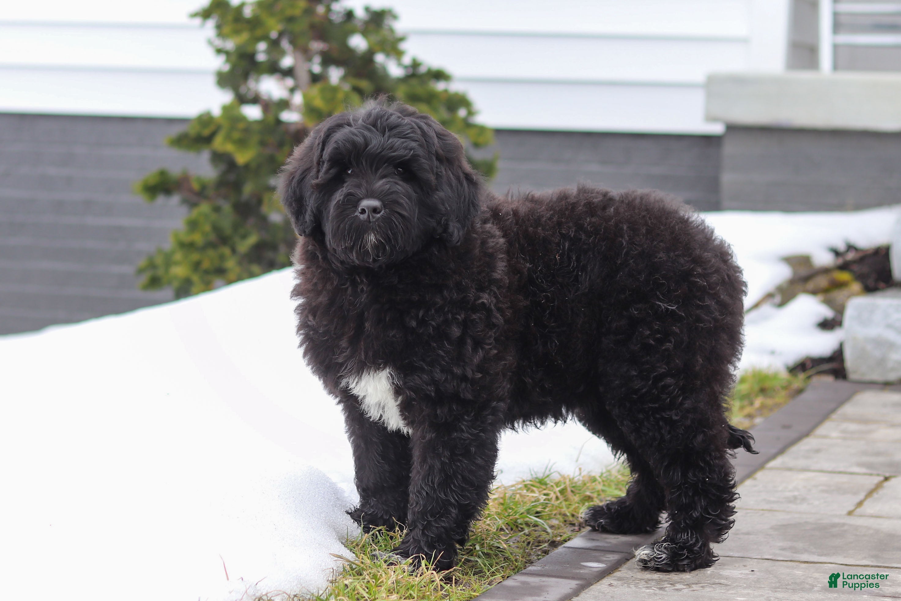 Portuguese Water Dog dogs Carson - Ad 1