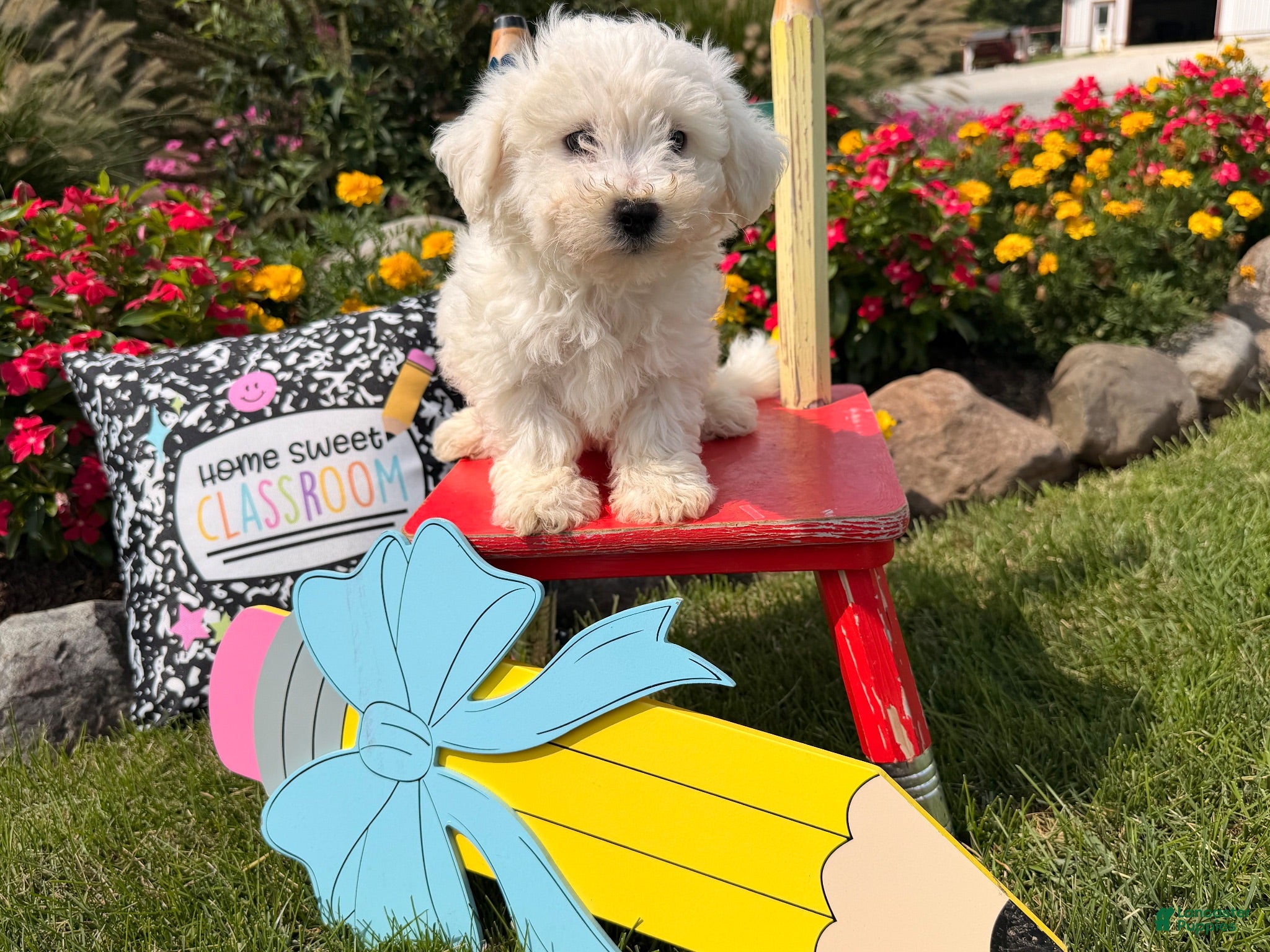 Bichon Frise dogs Teddy  - Ad 1