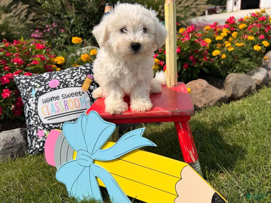 Bichon Frise dogs for sale: Teddy  - Ad 1