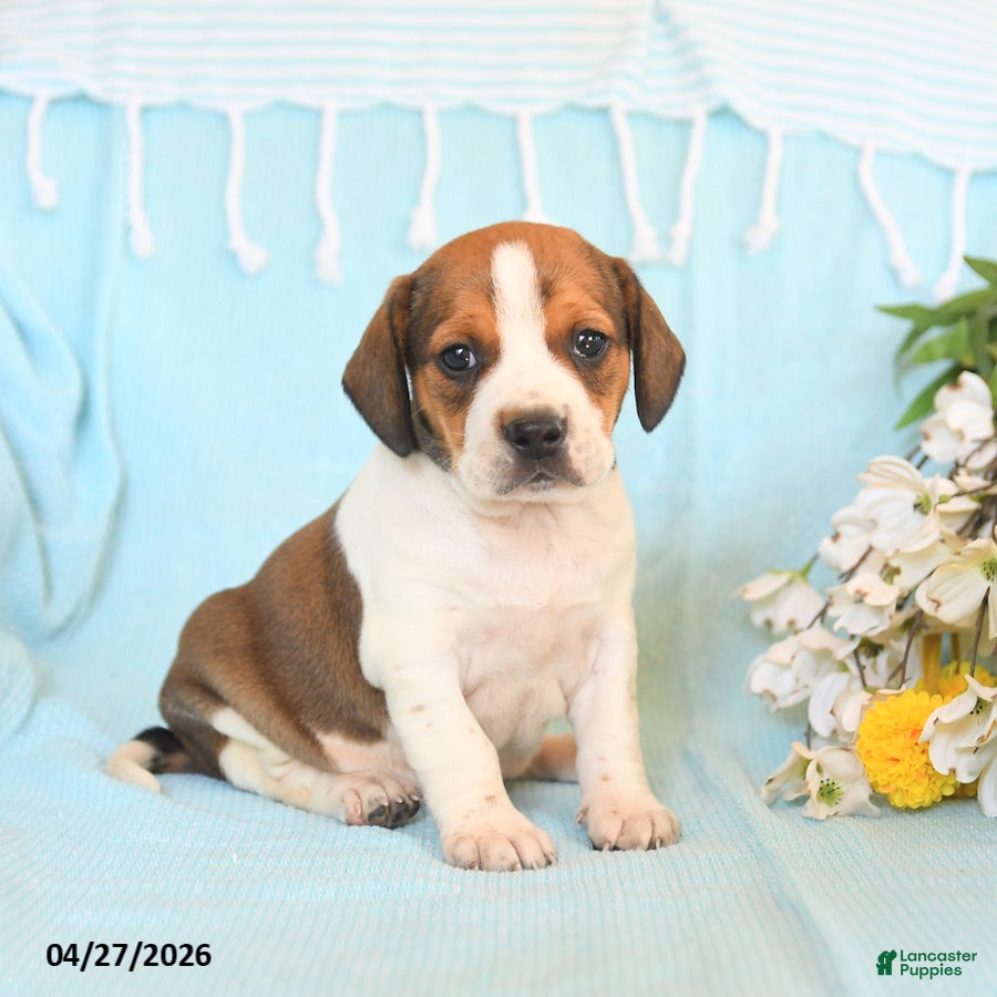 Mixed Breed dogs Jax - Ad 1