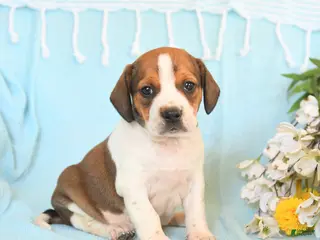 Mixed Breed dogs for sale: Jax - Ad 2