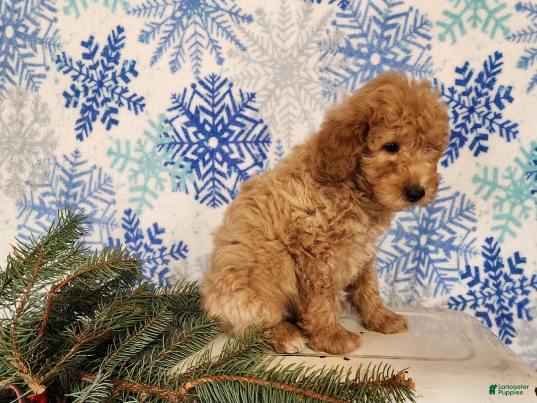 Mini Goldendoodle dogs for sale: Dover - Ad 23