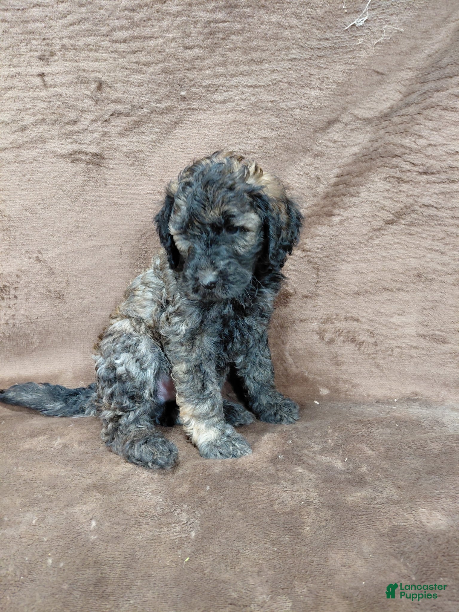 Mini Goldendoodle dogs for sale: Mini Goldendoodle Puppy 1 - Ad 2