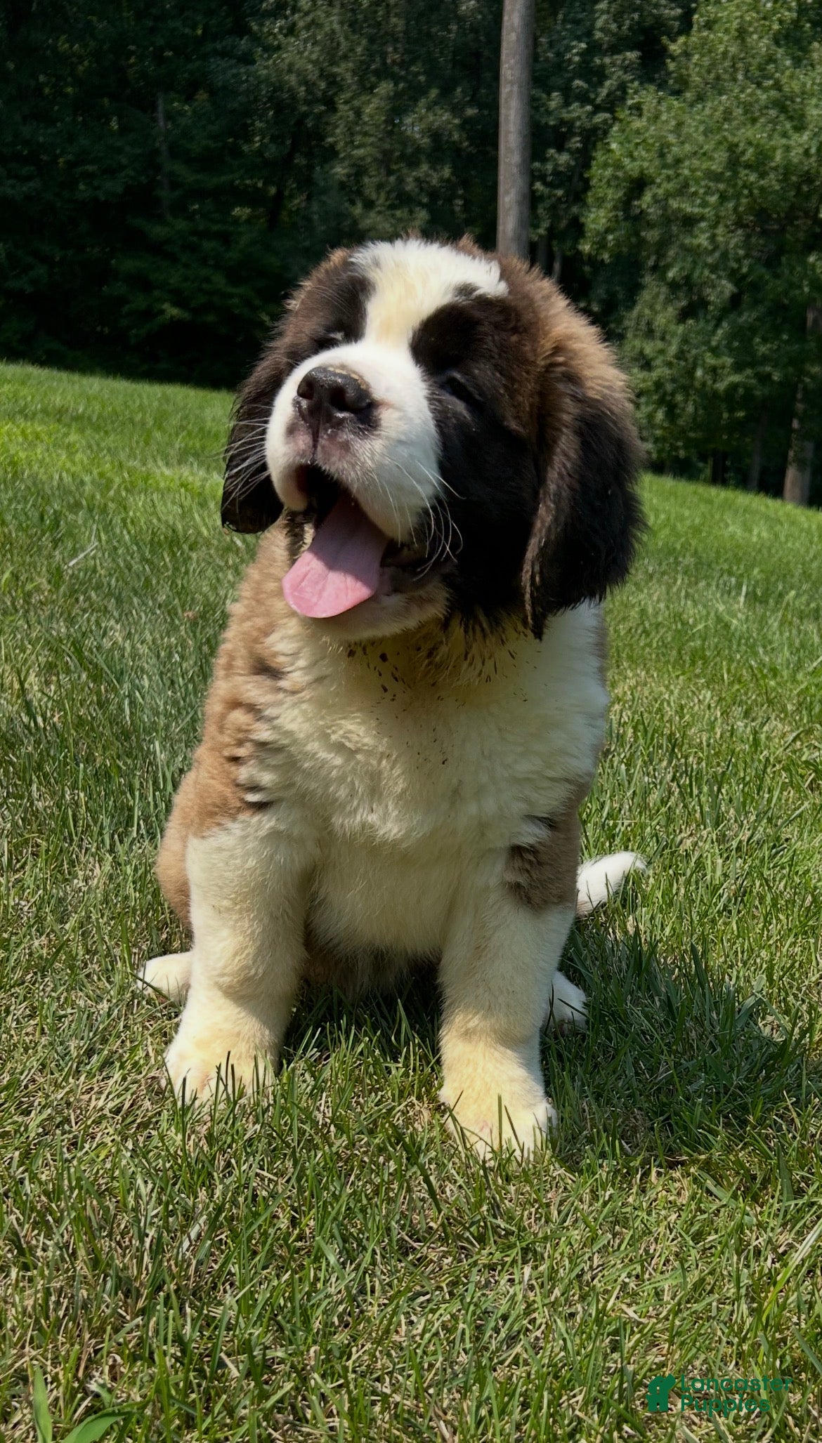 Saint Bernard dogs Brandy - Ad 10
