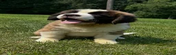 Saint Bernard dogs for sale: Brandy - Ad 1