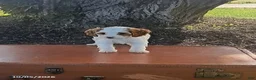 Cavapoo dogs for sale: Willow - Ad 4