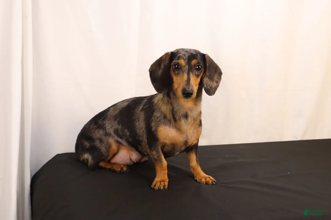 Dachshund dogs for sale: Ginger - Ad 12