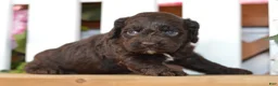 Cockapoo dogs for sale: Claire - Ad 6