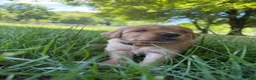 Golden Retriever dogs for sale: Trixi - Ad 2