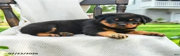 Rottweiler dogs for sale: Diesel - Ad 4