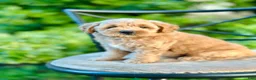 Mini Goldendoodle dogs for sale: Maisie - Ad 7