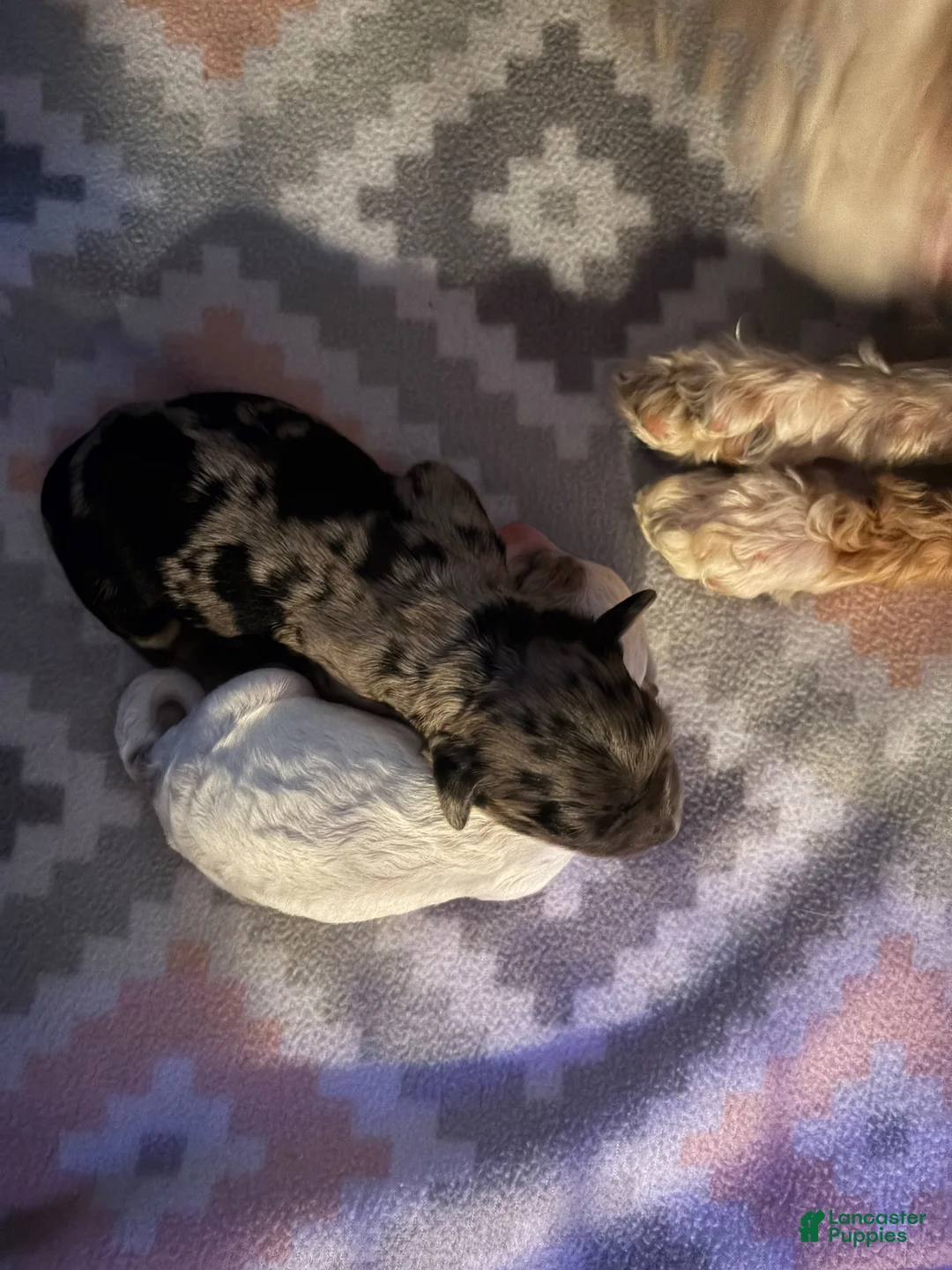 Cockapoo dogs for sale: Storm - Ad 9